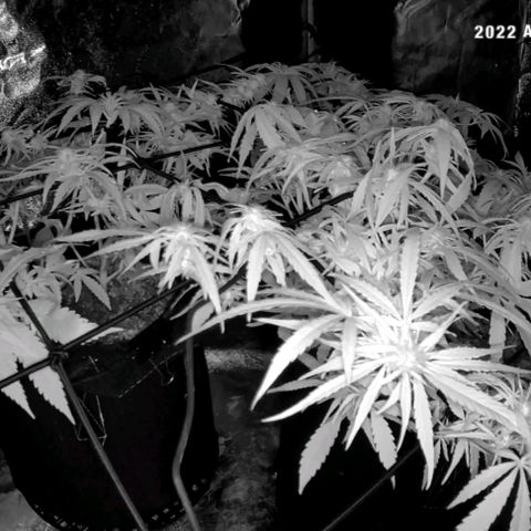 Auto GDP growlog photo: 1st time lights off 6.05pm
