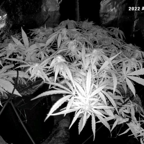 Auto GDP growlog photo: Day 2 12/12 watered .5 g each