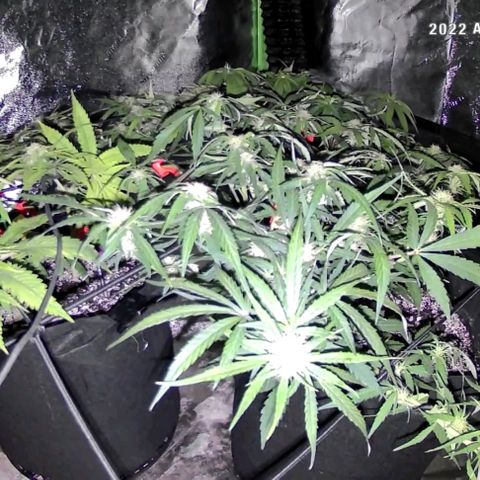Auto GDP growlog photo: Day 2 12/12 watered .5 g each