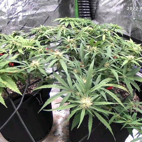 Auto GDP growlog photo: Looking good no flower yet on photos 
