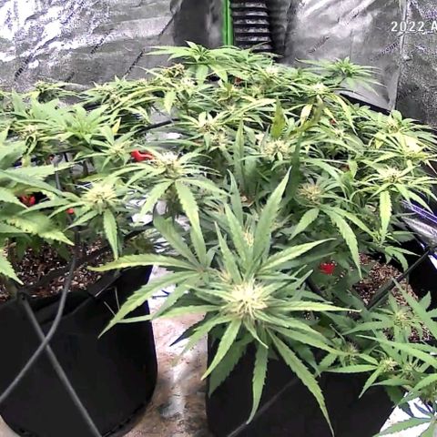 Auto GDP growlog timeline photo
