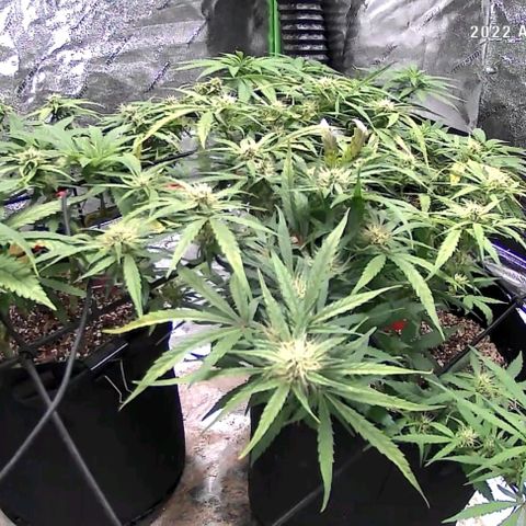 Auto GDP growlog photo: No water since Wednesday 6pm. 10.30am Friday