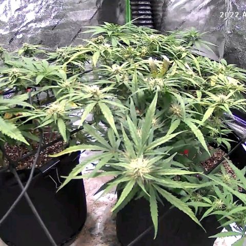 Auto GDP growlog photo: 4pm no water will do 6 each x 3 5pm today