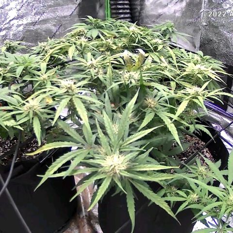 Auto GDP growlog photo: Minutes after 6x each P&K 1/4 strength