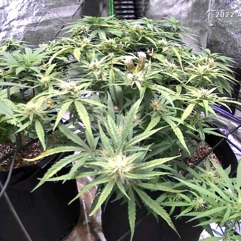 Auto GDP growlog photo: Sunday, no h2o since Friday 6 each x 16oz  10.30 am