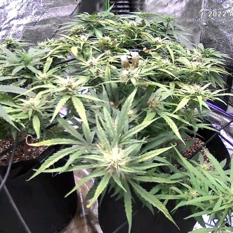 Auto GDP growlog photo: Monday- last water 6x PK only Friday.
Need to lower fan to level 1 or 2 windburn