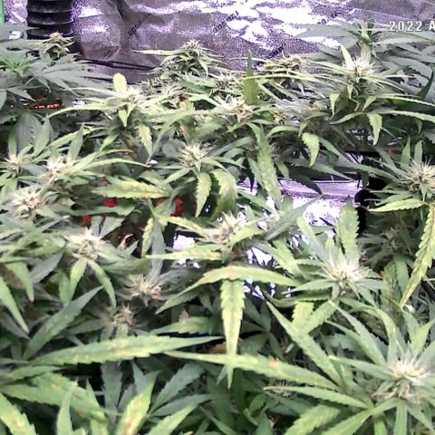 Auto GDP growlog photo: Lowered Temp and Humidity and light DLI. 