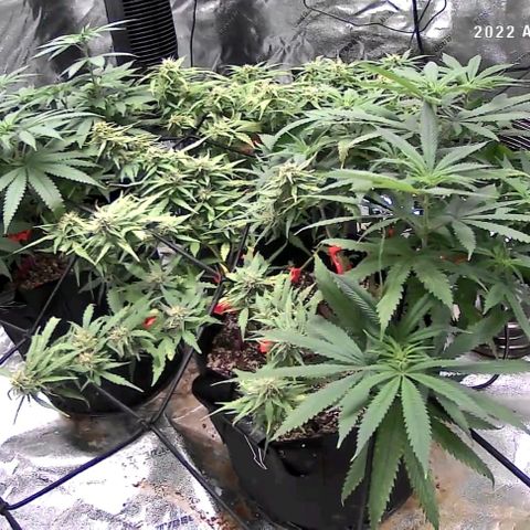 Auto GDP growlog photo: 1st photo flower day
2 caps N
3 caps PK
4x16
6x16
6x16