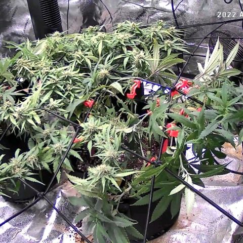 Auto GDP growlog photo: 1st photo flower day
2 caps N
3 caps PK
4x16
6x16
6x16