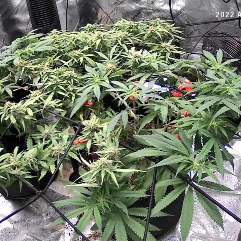 Auto GDP growlog photo: 2nd day flower 
Night foliar co2
Left is 6.40am following morning 