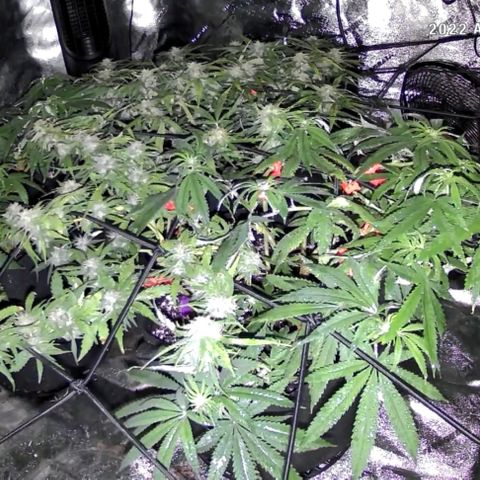Auto GDP growlog photo: 2nd day flower 
Night foliar co2
Left is 6.40am following morning 