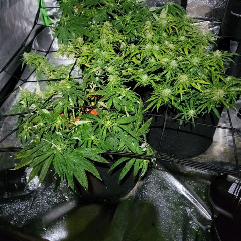 Auto GDP growlog photo: 2nd day flower 
Night foliar co2
Left is 6.40am following morning 