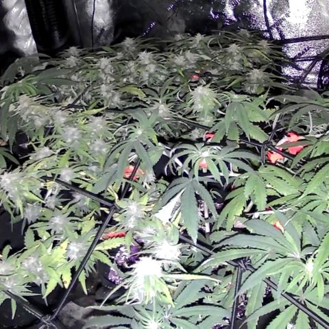 Auto GDP growlog photo: 5x all with nutes