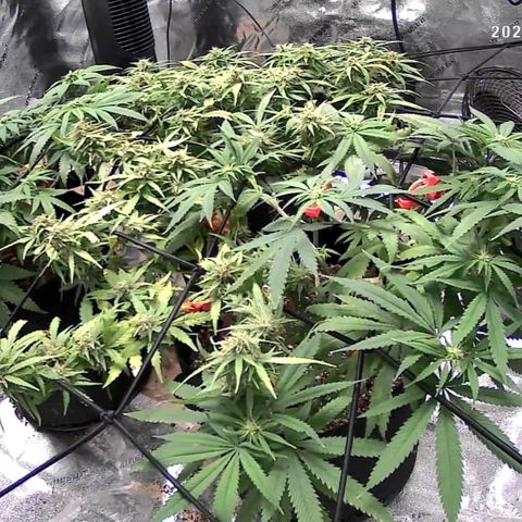 Auto GDP growlog photo: CO2 in am only 