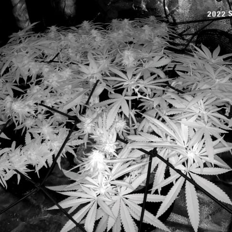 Auto GDP growlog photo: No water today 4th day of bud for photo