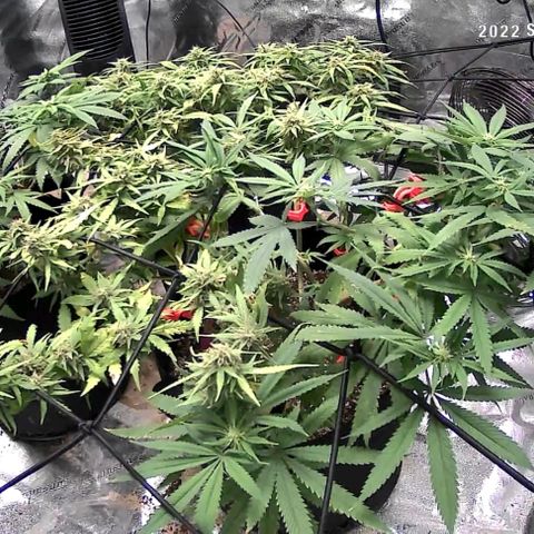 Auto GDP growlog photo: No water today 4th day of bud for photo