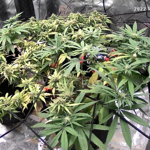Auto GDP growlog photo: Day 3 no water Monday 2.16pm