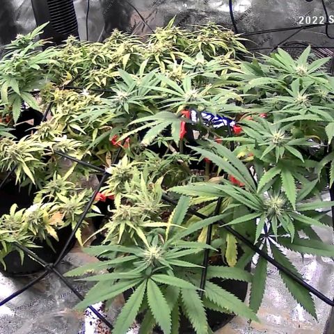 Auto GDP growlog photo: 1 day before Kelp