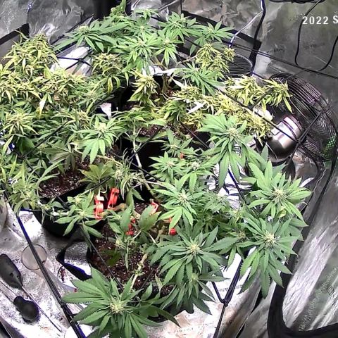 Auto GDP growlog photo: Lollipop 
Kelp 1 Oz per gallon 
Then .25 teaspoon vitamin c ph 6.9
5 x each no foliar yet