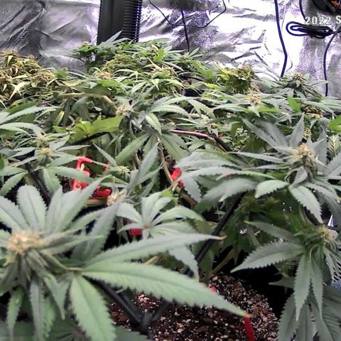 Auto GDP growlog photo: Morning after first kelp foliar and spill feed 5x each day before 2x foliar with lights out.
