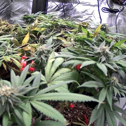 Auto GDP growlog photo: Watered with notes 5x each am.  Thursday 