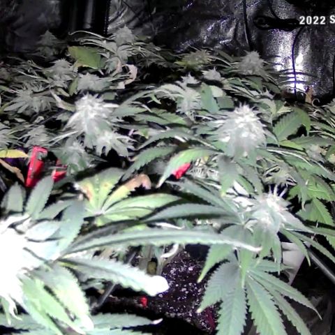 Auto GDP growlog photo: 3 gallons total
1 Oz kelp per gallon. 10pm