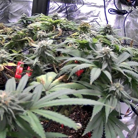 Auto GDP growlog photo: 8am morning after feed 5x + half strength last night