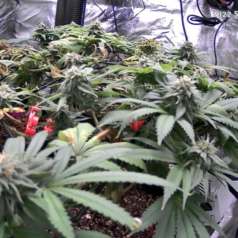 Auto GDP growlog photo: Fed 5x seaweed yesterday evening 