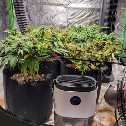 Auto GDP growlog photo: 4 gallons made
4oz. Seaweed total i.e. 
1 oz nitrogen 

3 cups each.
Co2 done last evening at 8pm with sprayer

Note- added lowest full strength N to get green back on Autos 