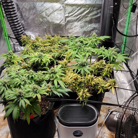 Auto GDP growlog photo: 4 gallons made
4oz. Seaweed total i.e. 
1 oz nitrogen 

3 cups each.
Co2 done last evening at 8pm with sprayer

Note- added lowest full strength N to get green back on Autos 
