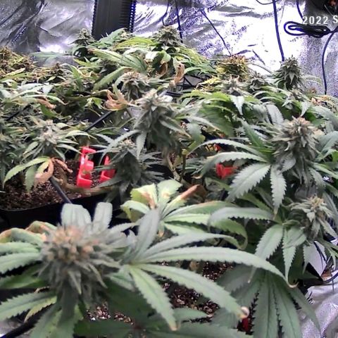 Auto GDP growlog photo: 2 days after lowest liquid notes.
Some new rust on photo.
Leaves drooping a bit.  Leave alone until Thursday 