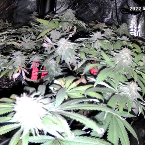 Auto GDP growlog timeline photo