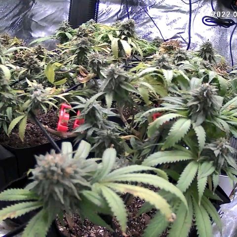 Auto GDP growlog photo: Morning after changes ph etc... see day before and prior watering noted

Yellowing, don't water until Monday night.  Dilute what is in 5 gallon to almost all water and ph to 6.8