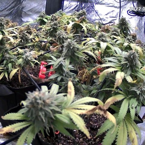 Auto GDP growlog photo: No water since last 2 + days.
Water tonight.  Water down notes to 5 gallon ph to 6.8 5x each every other day until nutes