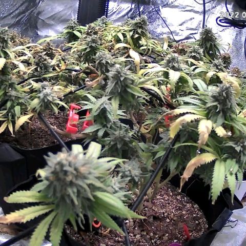 Auto GDP growlog photo: Watered fed yesterday am