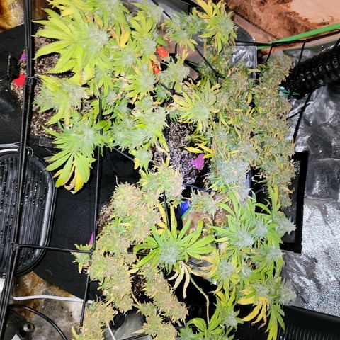 Auto GDP growlog photo: See previous notes same time period double entered 