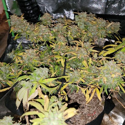 Auto GDP growlog timeline photo