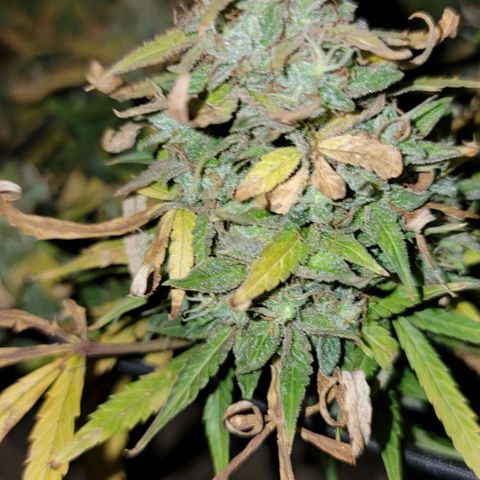 Auto GDP growlog timeline photo