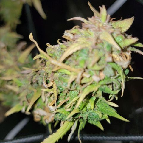 Auto GDP growlog timeline photo