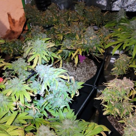 Auto GDP growlog timeline photo