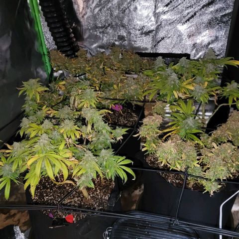 Auto GDP growlog timeline photo