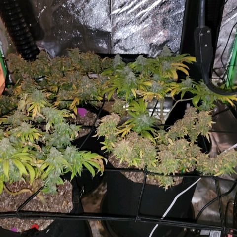 Auto GDP growlog timeline photo