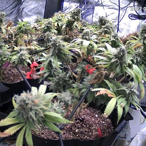 Auto GDP growlog timeline photo