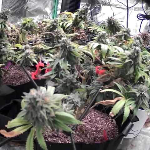 Auto GDP growlog photo: Last day before cut.  Need to water once and chop