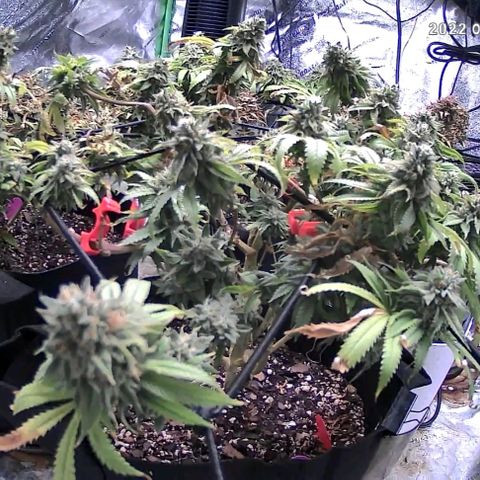 Auto GDP growlog photo: 6.8 ph watered. Harvest am.  24 hours light for final day.