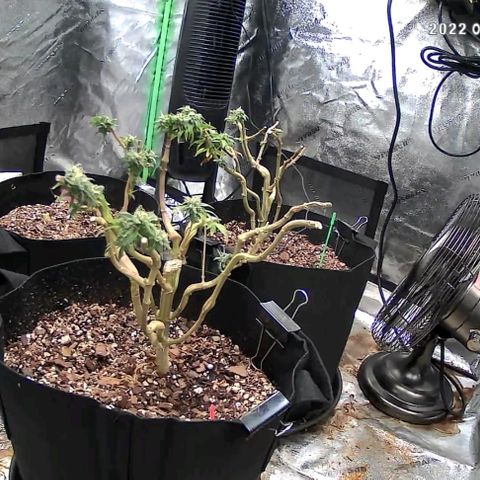 Auto GDP growlog photo: MC RIP