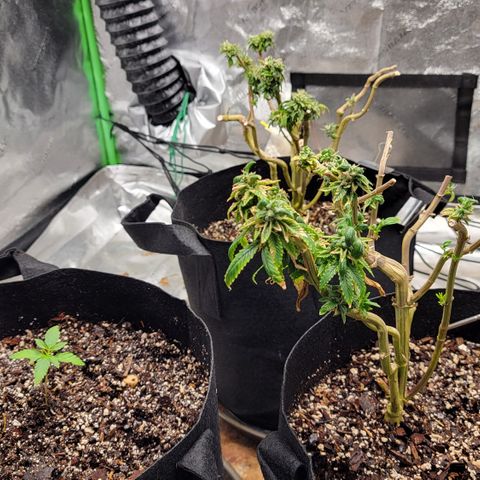Auto GDP growlog photo: Seedlings Skywalker OG
Monster Crop 👻 👽 🍃 is taking effect- fern type new veg growth