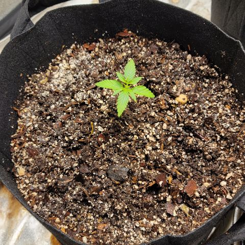Auto GDP growlog photo: Seedlings Skywalker OG
Monster Crop 👻 👽 🍃 is taking effect- fern type new veg growth