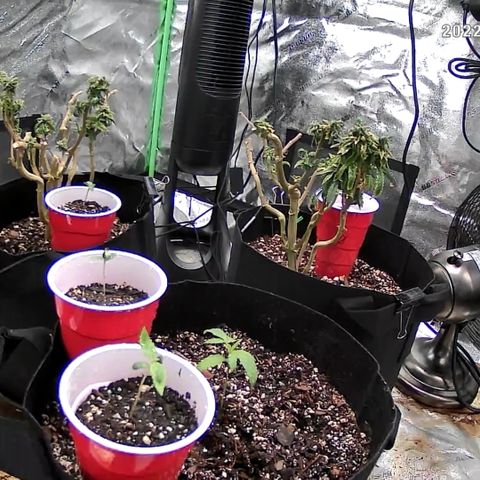 Auto GDP growlog photo: Seedlings Skywalker OG
Monster Crop 👻 👽 🍃 is taking effect- fern type new veg growth