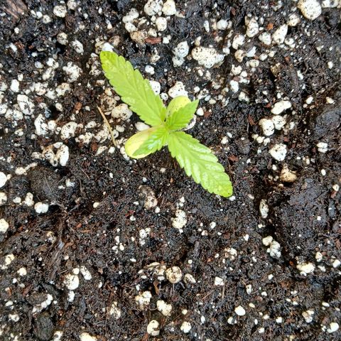 AMNÉSIA growlog timeline photo